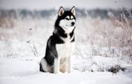 Alexcandr_Vedin