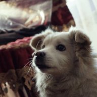 Andrey_Malavita