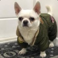 Dennis_Terepa