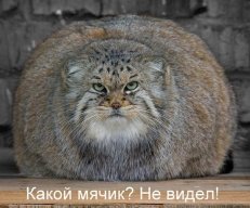 Артём Лукманов