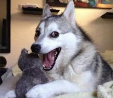 Брагин Димас