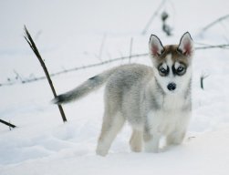 Timurik=3