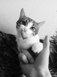 Maksim_Mironov