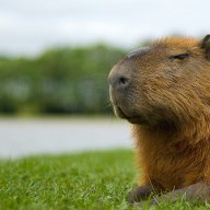 capybara228