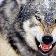 Вова_Тарасенко