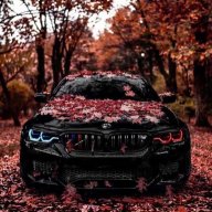 Кот с бешкой xd