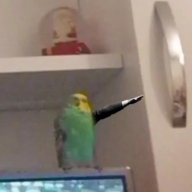 Даниил Дяченко