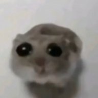 Eshkin_kot