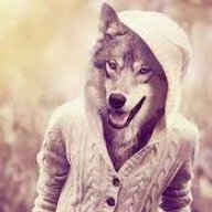 Mr_W0lf