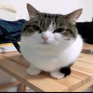 mimimamamou