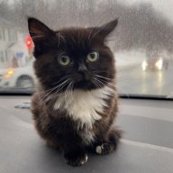 Vlad_Kerencev