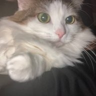 dollechka