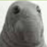 Bosek_Yakim