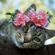 Alina_Animere