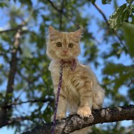 Aurora_Nechaeva