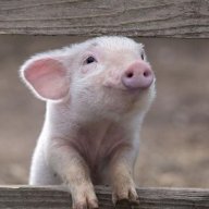 карамельное яблоко28