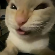 Leonidovv