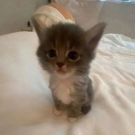 Stitch_Vishnevskiy