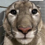 Бродяга Авторитетный