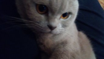 Frenk_Mudy