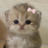 Vasilisa_Bezmaternyx