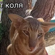 Nikolay_Evssev