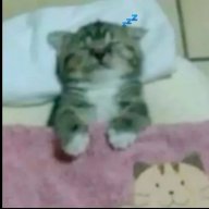 Ava_Nightfall
