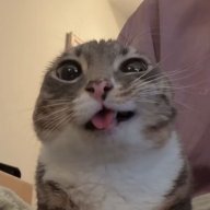 Teiko
