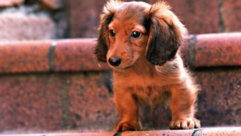 Anton_Yuriev