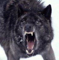Anton_Wolf