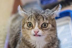 АлександрЭлитный