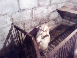 Olesha_Gazmanov
