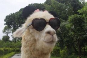 Анастасия Пивчик