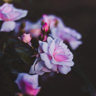 Stepan_Putbulll