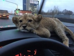 Мага Прогибов
