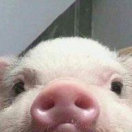 Pedrito