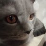 амазинговский иноагент