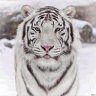 Pharaon_Ellesse