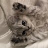 Misha_Karimov