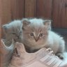 Artur_Gusenov