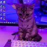 Yung_Vinogradov