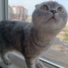Ranel_Mylukov