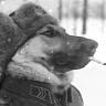 Aleksandr_Tarasov