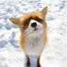 Mihail_Dikii