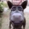 Volland