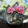 Alina_Animere