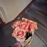 Gladi_Ancifer