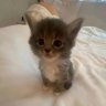 Stitch_Vishnevskiy