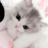 Dilya_Wide