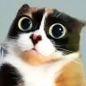 Sheef Nemiroff